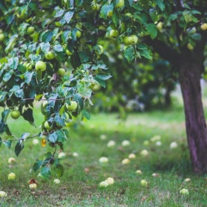 healthy apple summer garden